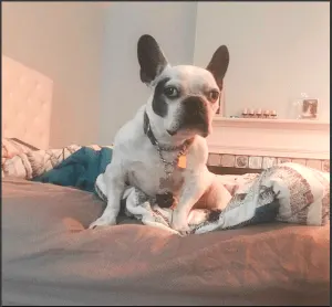 French Bulldog