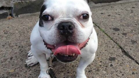 When Buying a French Bulldog Isn’t So Easy