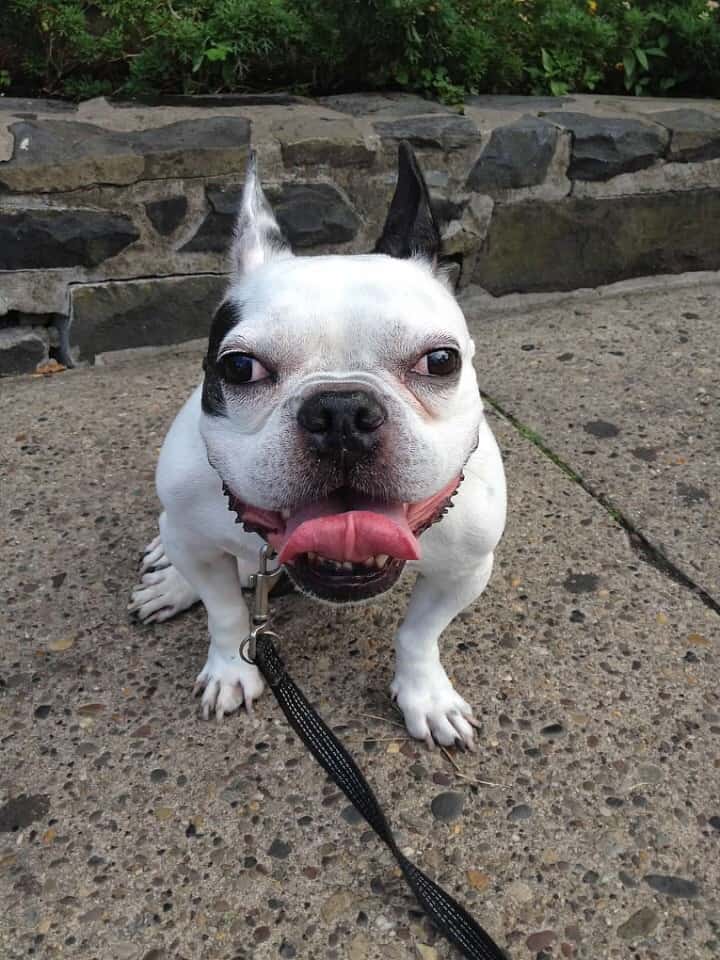 When Buying a French Bulldog Isn't So Easy