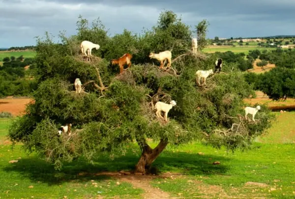 goats climbing tree in morocco