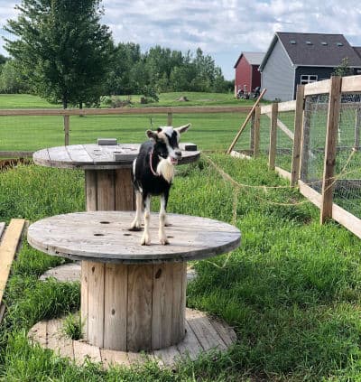 nigerian dwarf goat at wildroot yoga before class