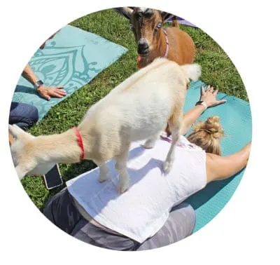 goat yoga childs pose