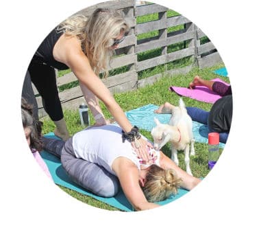 goat with yoga instructor helping pose