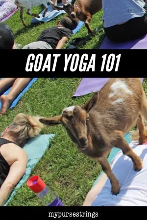 goat standing on back in yoga class