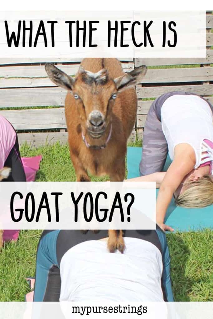 what the heck is goat yoga