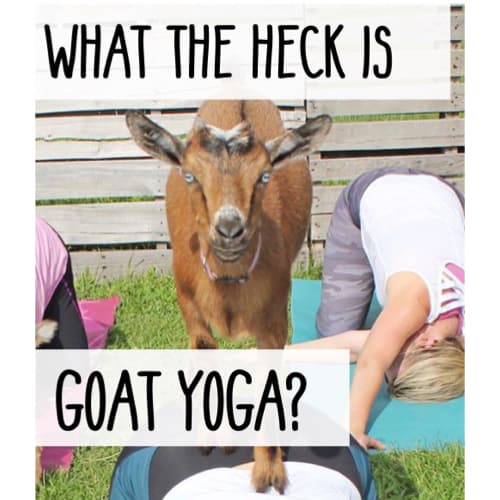 person with a goat in yoga
