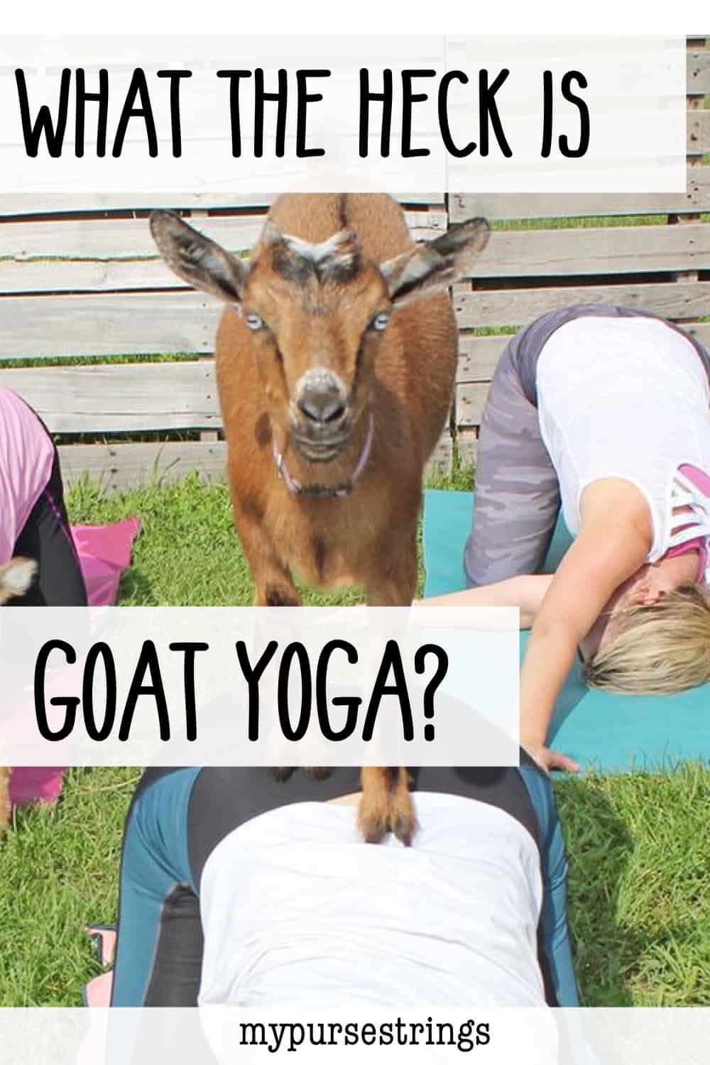 I Tried Goat Yoga and You Should Too