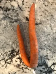 weirdly shaped carrot and potato