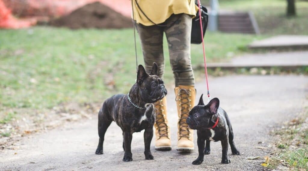 french bulldogs on leash