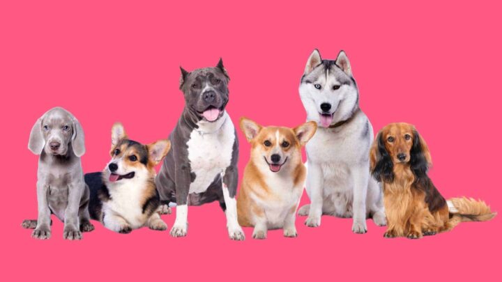 dogs sitting in line pink background
