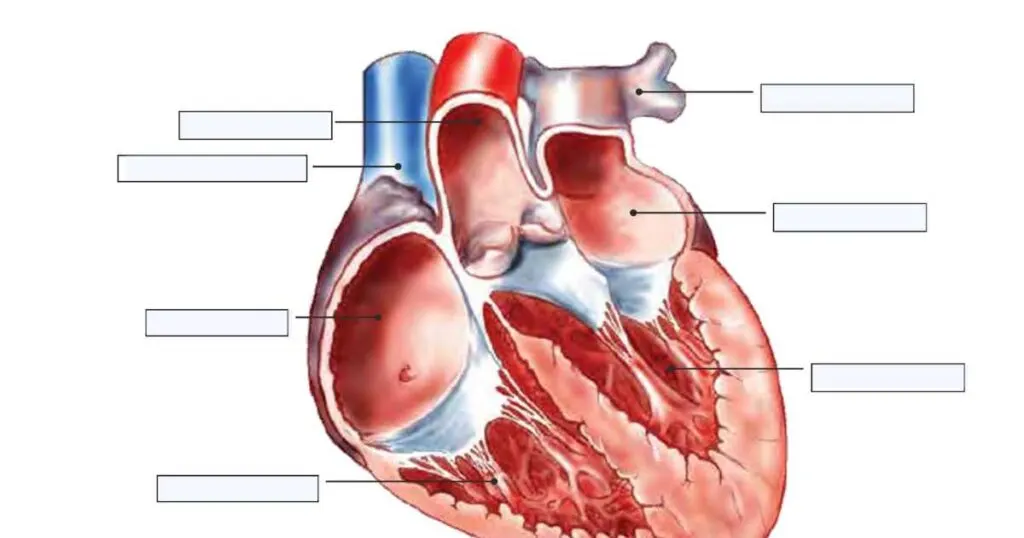 ISSA anatomy workbook question heart diagram